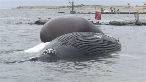 dead whale found on rockaway beach