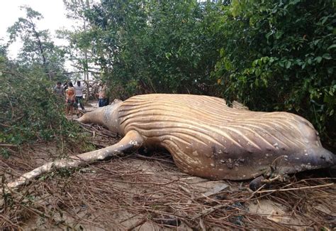 dead whale in forest