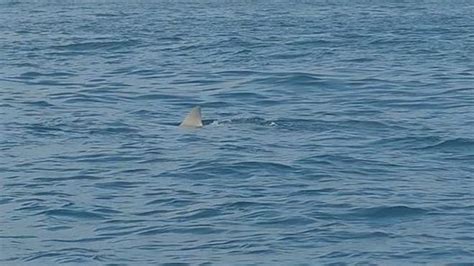 dead whale in narragansett bay