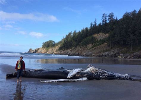 dead whale oregon beach
