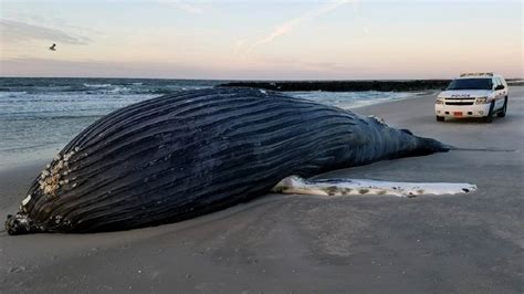 dead whale washed up on beach