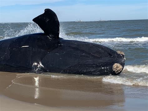 dead whales virginia beach