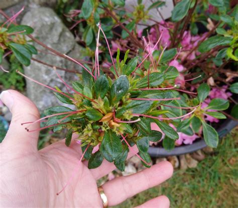 Deadhead Azalea Flowers