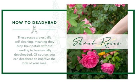Deadhead Flowers Meaning