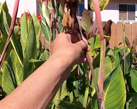 Deadheading Canna Flowers
