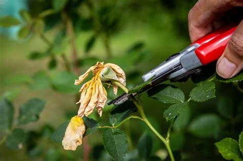 Deadheading Flowers: A Guide For A Healthier And More Vibrant Garden