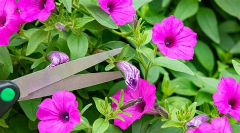 Deadheading Flowers Hanging Baskets