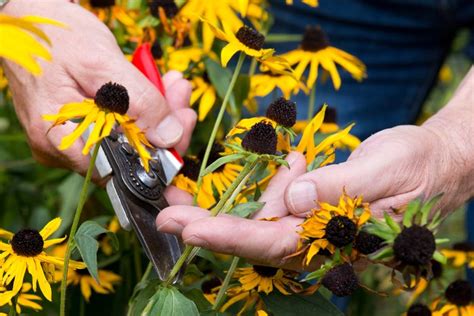 Deadheading Flowers Properly
