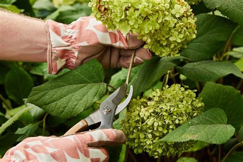 Deadheading Hydrangeas: A Step-By-Step Guide