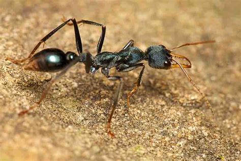 deadliest ant in the world