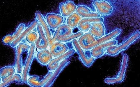 deadly virus named after african river