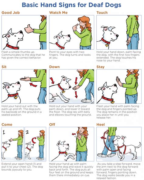 Deaf Dog Commands
