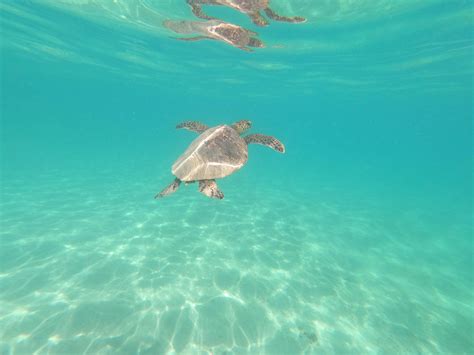 dealing common issues snorkelling
