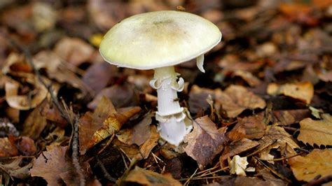 death cap mushroom characteristics