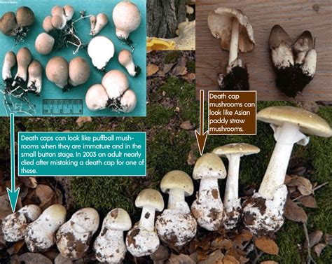 death cap mushroom look alikes