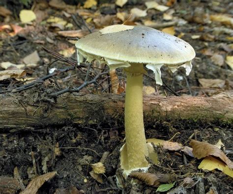 death cap mushroom poison name