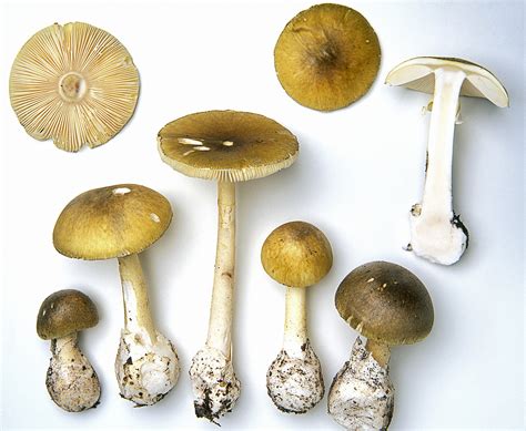 death cap mushroom spores