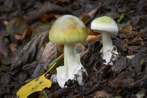 death cap mushrooms for sale