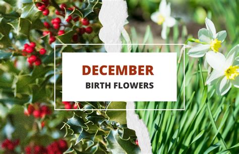 December Birthflower