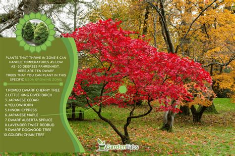 Deciduous Trees Zone 5