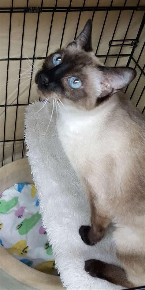 declawed siamese cat for adoption near me
