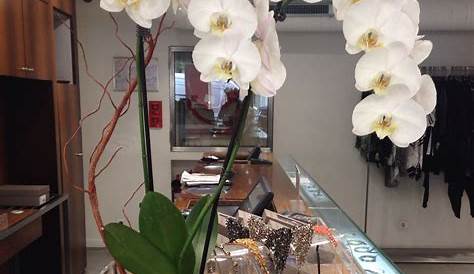 Orchidée blanche artificielle H. 50 cm Décoration