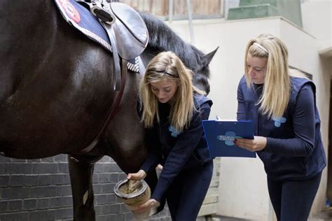decoding the equine cleanse routine