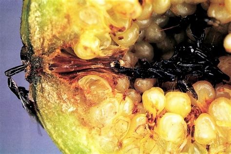 decomposed wasps inside of figs