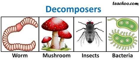 Decomposers in an ecosystem