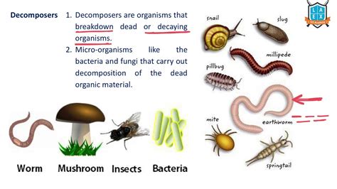 Different types of decomposers