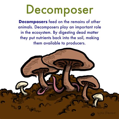 Decomposers Obtaining Energy