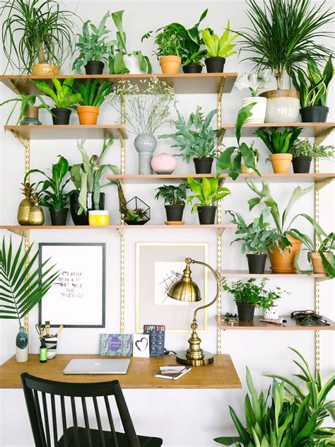 How to Decorate Your Home With Plants