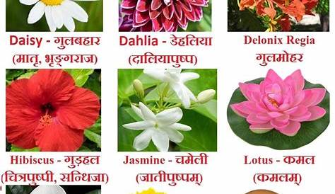 Flowers name Chart in Hindi Sanskrit and English Flowers