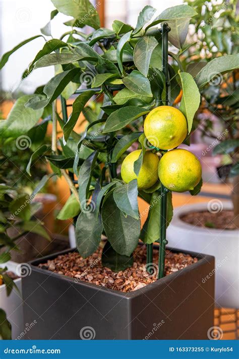 Decorative Lemon Tree