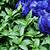 deep blue violet color a plant used to make dye