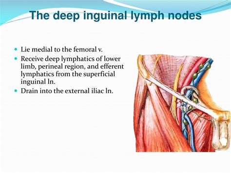 deep inguinal lymph node