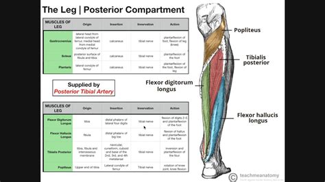 Deep Posterior Compartment Of Leg