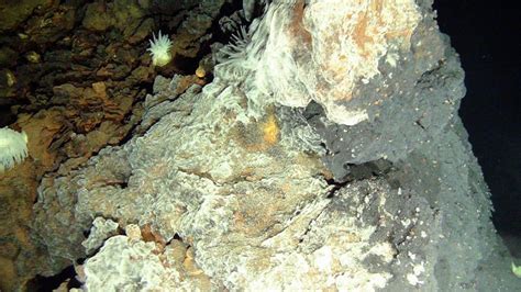 Deep Sea Bacteria Mat