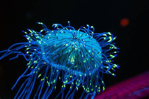 深海生物の生物発光