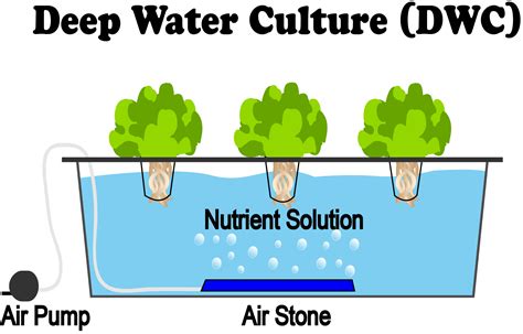 Deep Water Culture