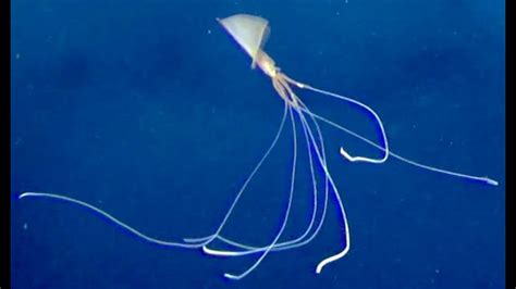 deep-sea magnapinna squid