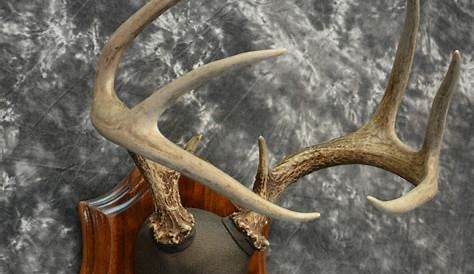 Deer Antler Plaque Mount Harvested West Of Boulder Colorado Deer Horns Antlers Antler Mount