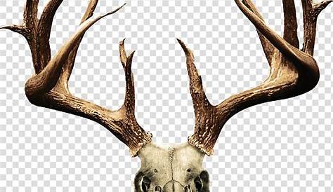 Deer Antlers Isolated on White Background Stock Photo - Image of season