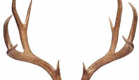 Reindeer Antler Horn Clip art - transparent png download - 1654*1613
