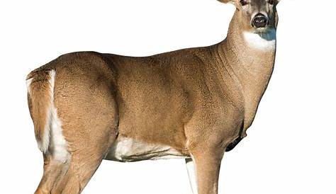Collection of Buck Deer PNG. | PlusPNG