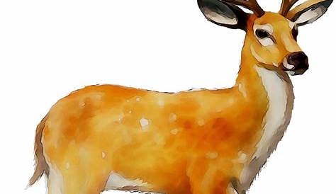 Transparent Deer PNG PNG, SVG Clip art for Web - Download Clip Art, PNG