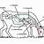 deer digestive system diagram
