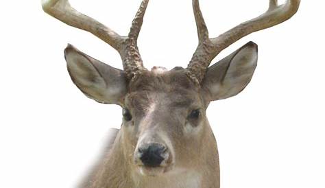 more from - deer head PNG image with transparent background | TOPpng