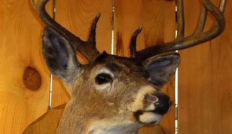Red Deer Shoulder Mount on Wood Plaque