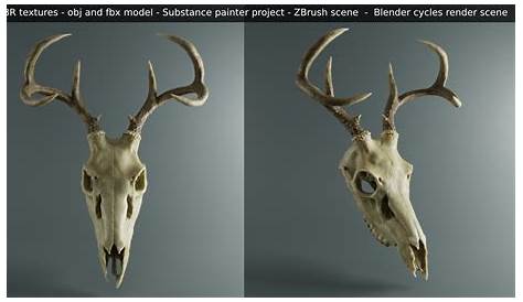 Whitetail deer skull anatomy | Deer skull displayed on black background